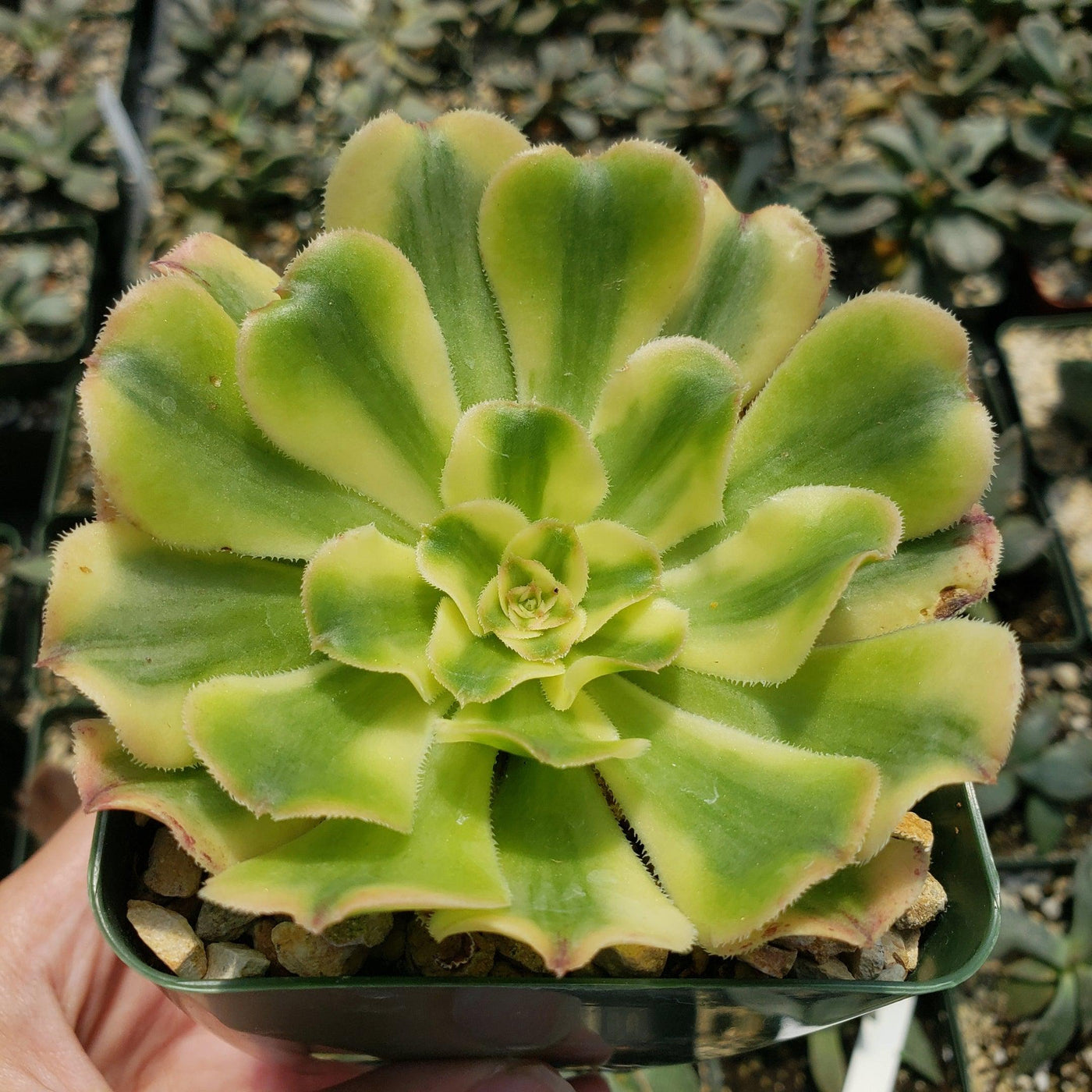 succulents yellow leaves Buy Aeonium arboreum luteovariegatum Succulent