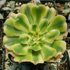 Aeonium arboreum luteovariegatum