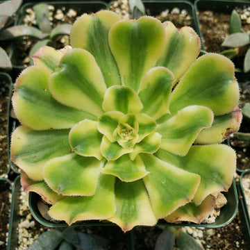 yellow leaves on succulent plant Buy Aeonium arboreum luteovariegatum Succulent