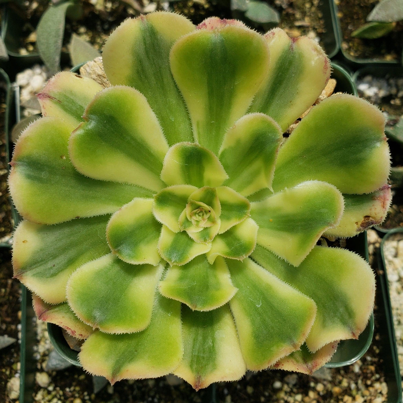 Aeonium arboreum luteovariegatum