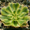 Aeonium arboreum luteovariegatum