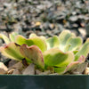 Aeonium arboreum luteovariegatum