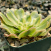 Aeonium arboreum luteovariegatum