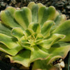 Aeonium arboreum luteovariegatum