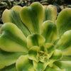 Aeonium arboreum luteovariegatum