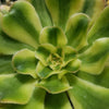 Aeonium arboreum luteovariegatum