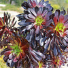 Black Rose - Aeonium arboreum zwartkop