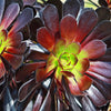 Black Rose - Aeonium arboreum zwartkop