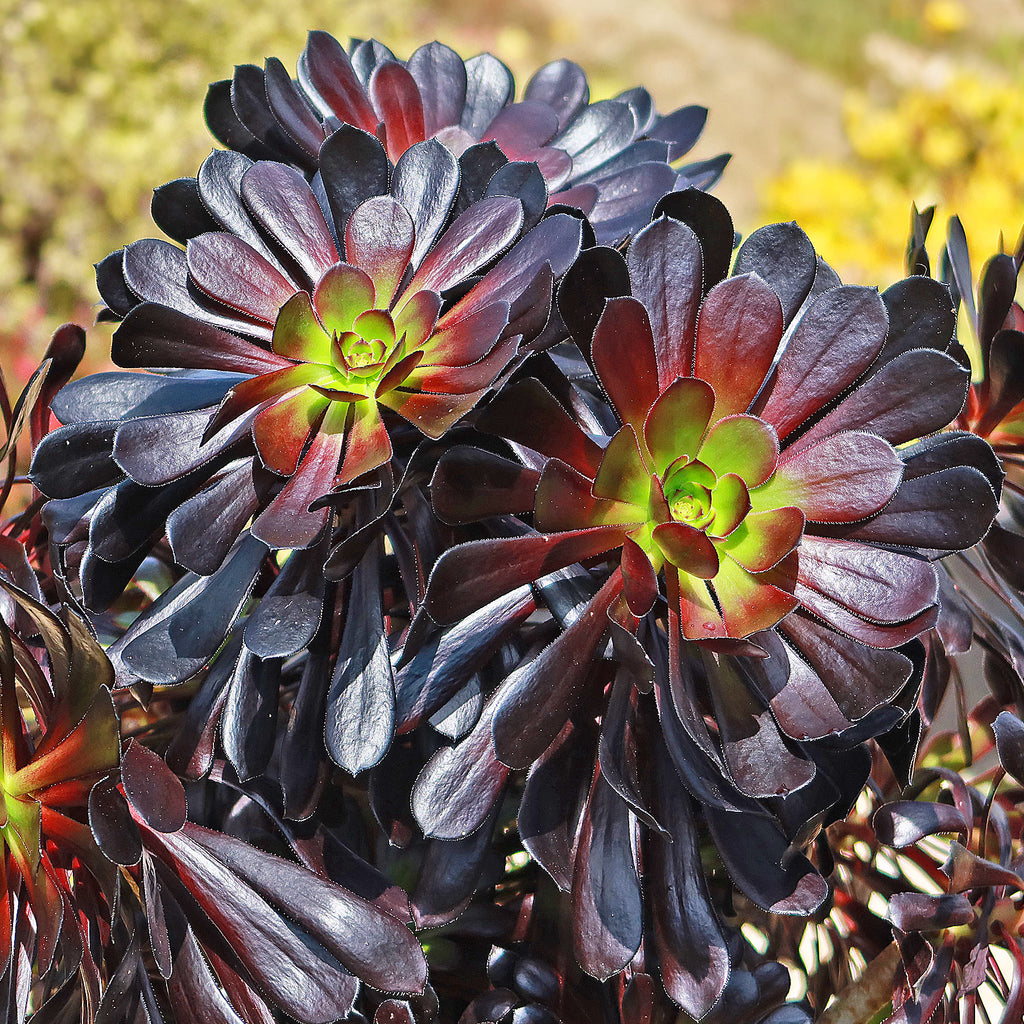 Black Rose - Aeonium arboreum zwartkop