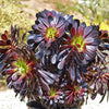 Black Rose - Aeonium arboreum zwartkop