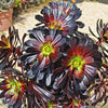 Black Rose - Aeonium arboreum zwartkop