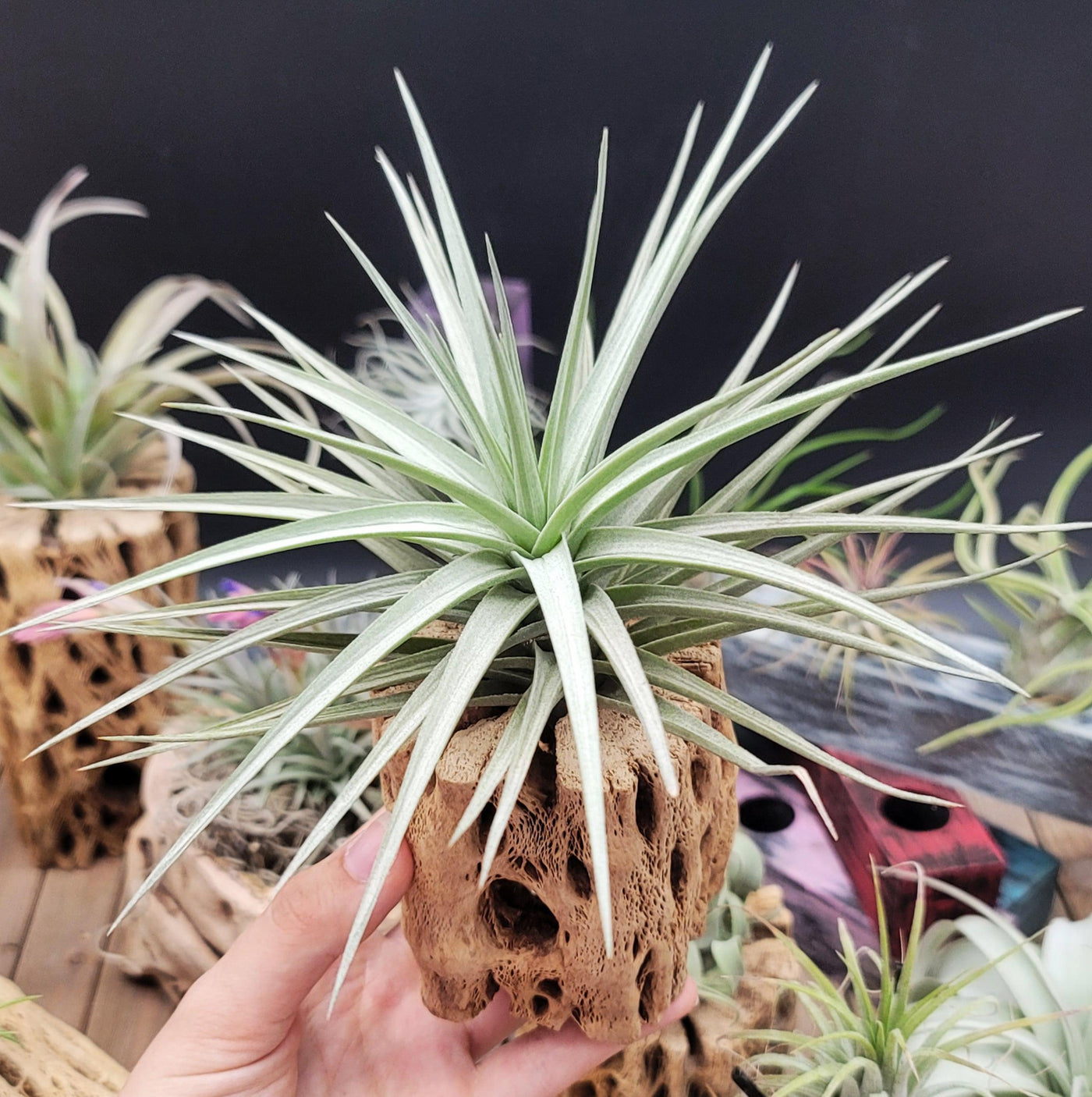 ghoul air plants Charming Tillandsia Aeranthos Air Plant | Shop Online