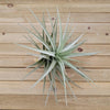 Tillandsia Aeranthos Giant Star