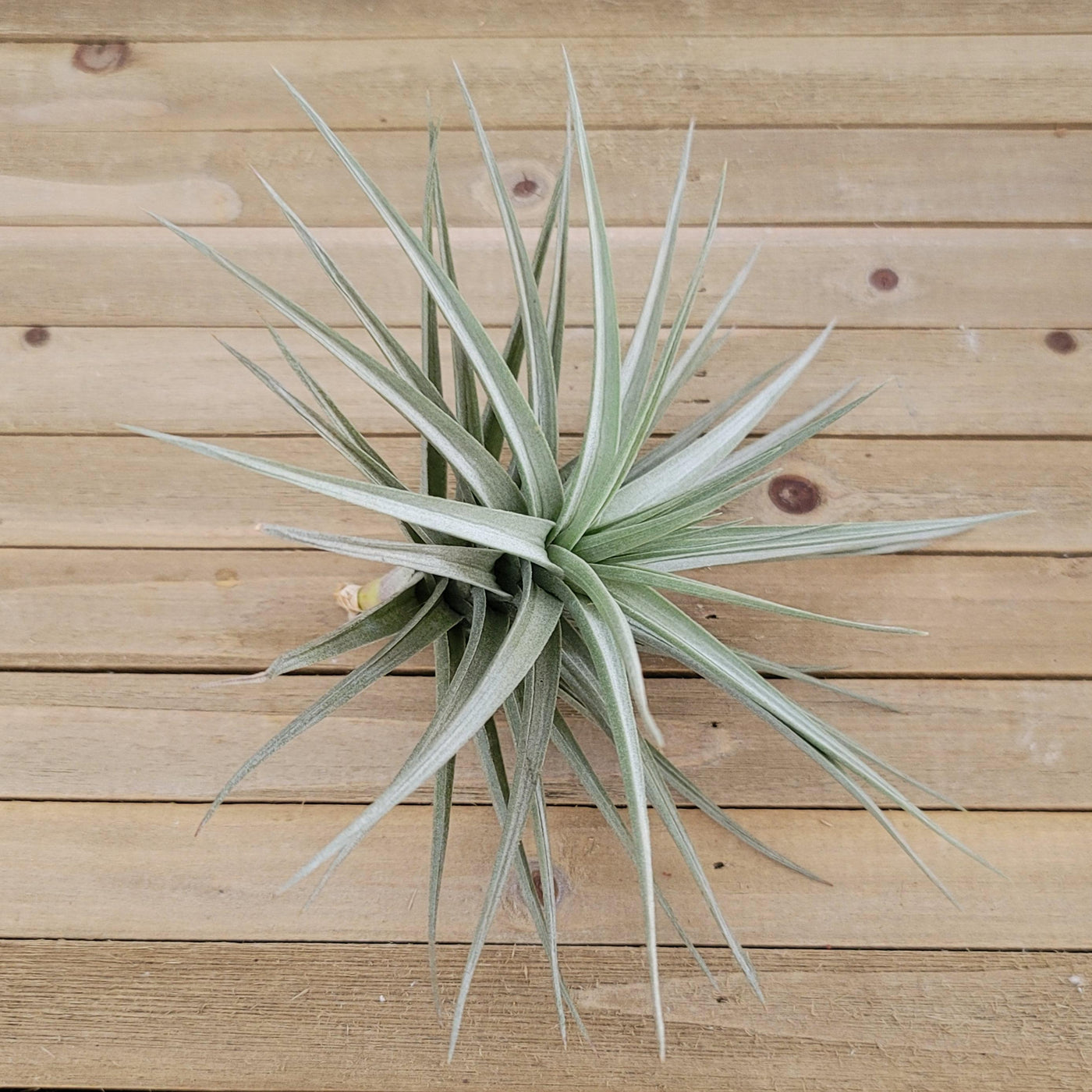 aeranthos air plant Charming Tillandsia Aeranthos Air Plant | Shop Online