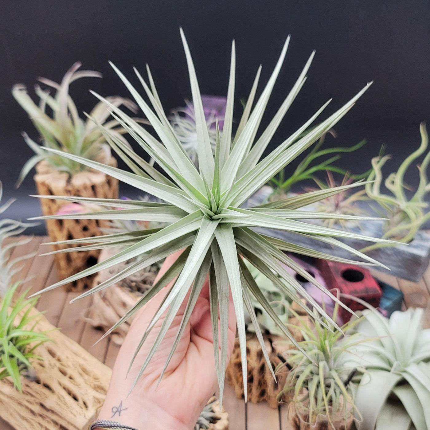 air plant order online Tillandsia Aeranthos Giant Star