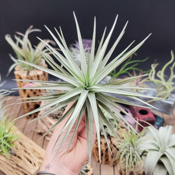 air plant big Tillandsia Aeranthos Giant Star