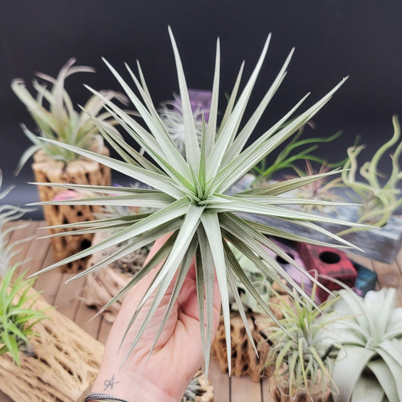 Tillandsia Aeranthos Marginata 速達発送 Aeranthosgiant_3_800x800.jpg?v