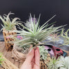 Tillandsia Aeranthos Giant Star