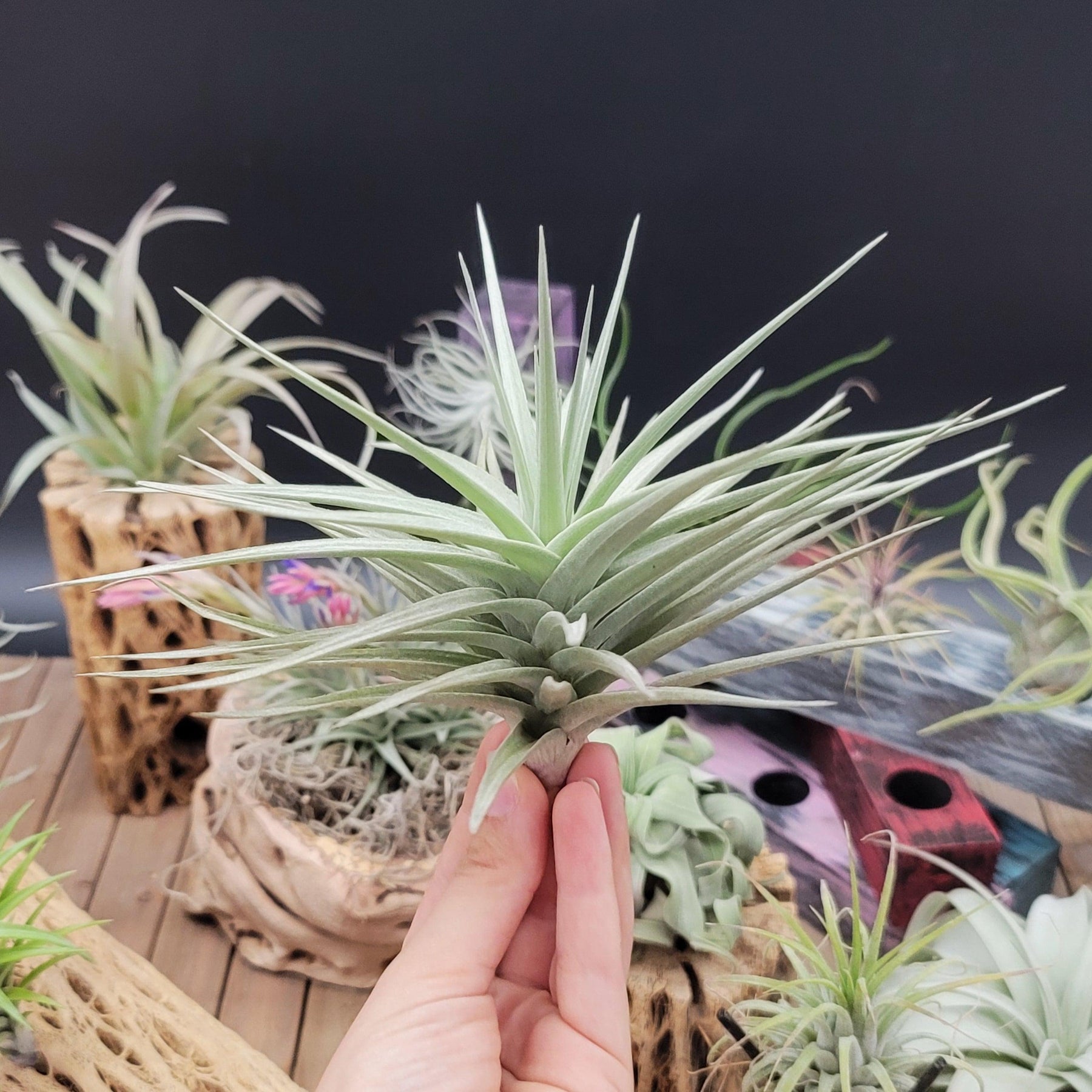 purple flower air plant Charming Tillandsia Aeranthos Air Plant | Shop Online