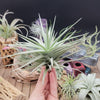 Tillandsia Aeranthos Giant Star