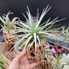 Tillandsia Aeranthos Giant Star