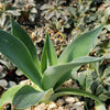 Agave Blue Flame