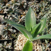 Agave Blue Flame