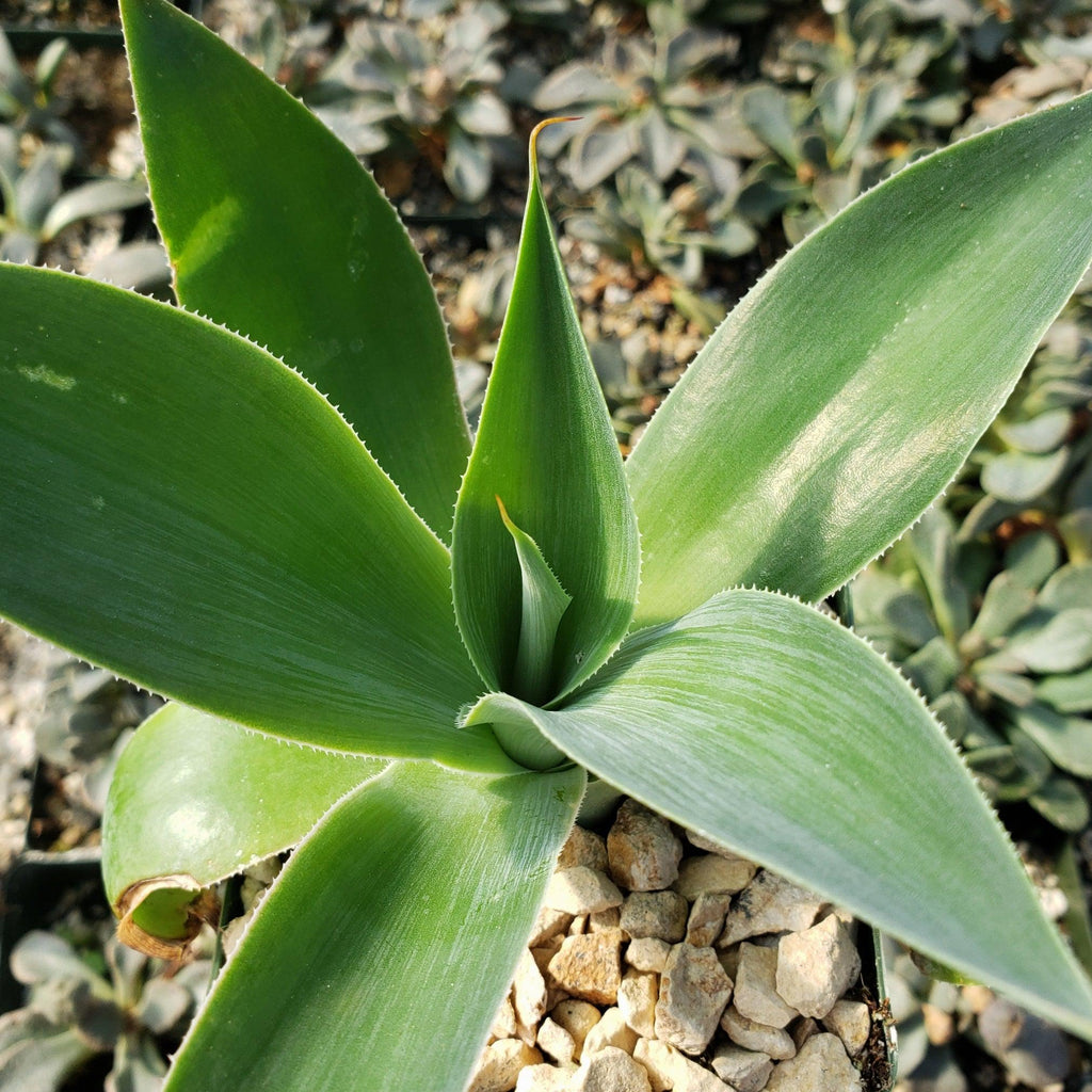 Agave Blue Flame
