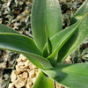 Agave Blue Flame