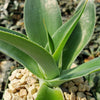 Agave Blue Flame