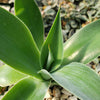 Agave Blue Flame