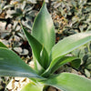 Agave Blue Flame