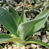 Agave Blue Flame