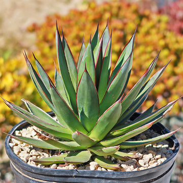 small agave succulents Agave Blue Glow