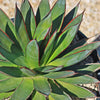 Agave Blue Glow