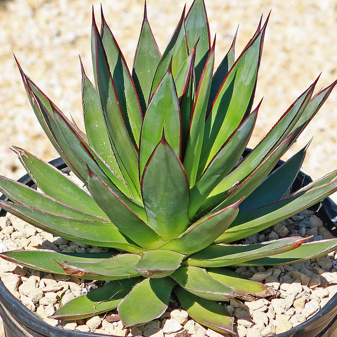agave blue glow succulent Agave Blue Glow