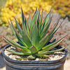 Agave Blue Glow