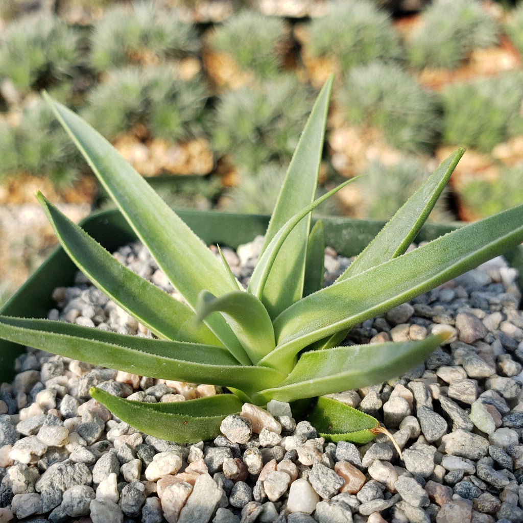 Agave bracteosa