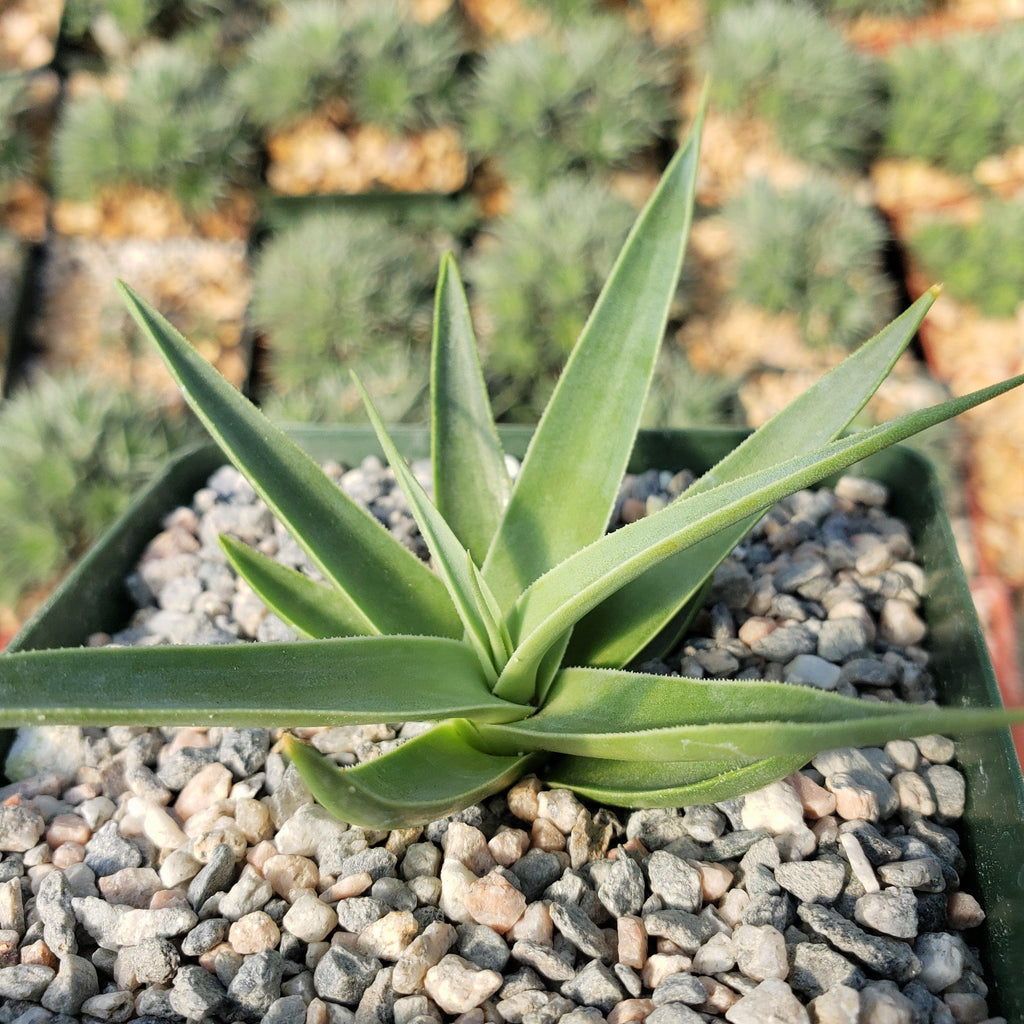 Agave bracteosa