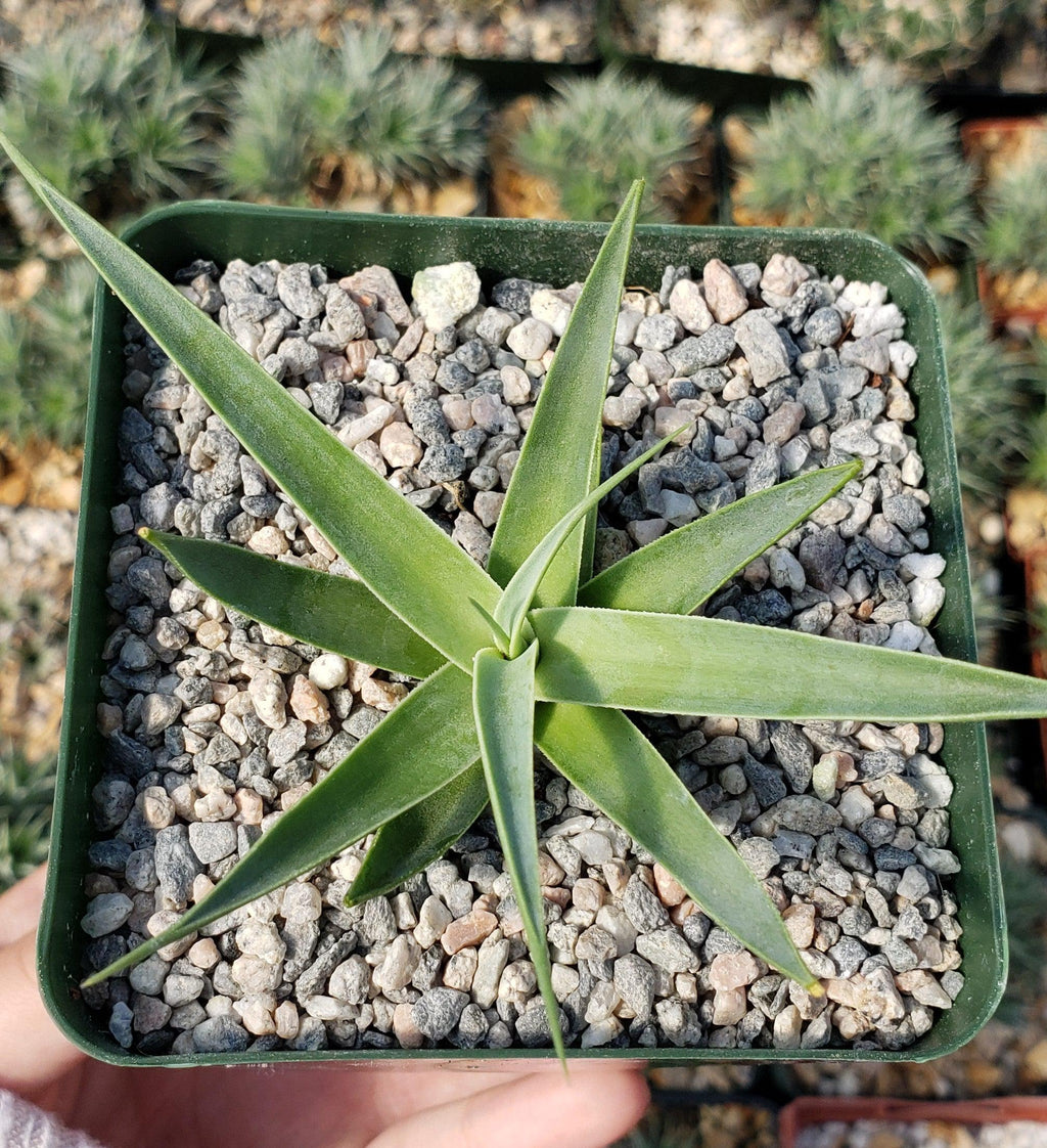Agave bracteosa