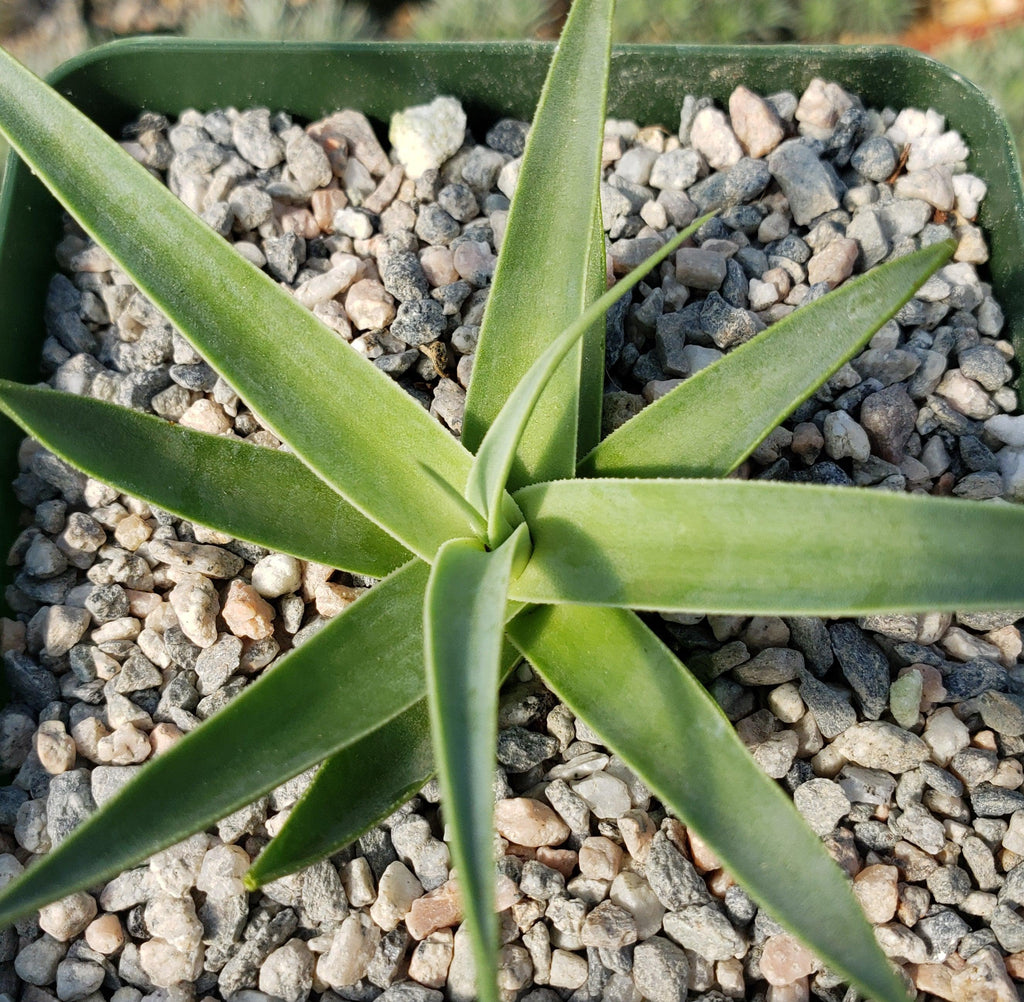 Agave bracteosa