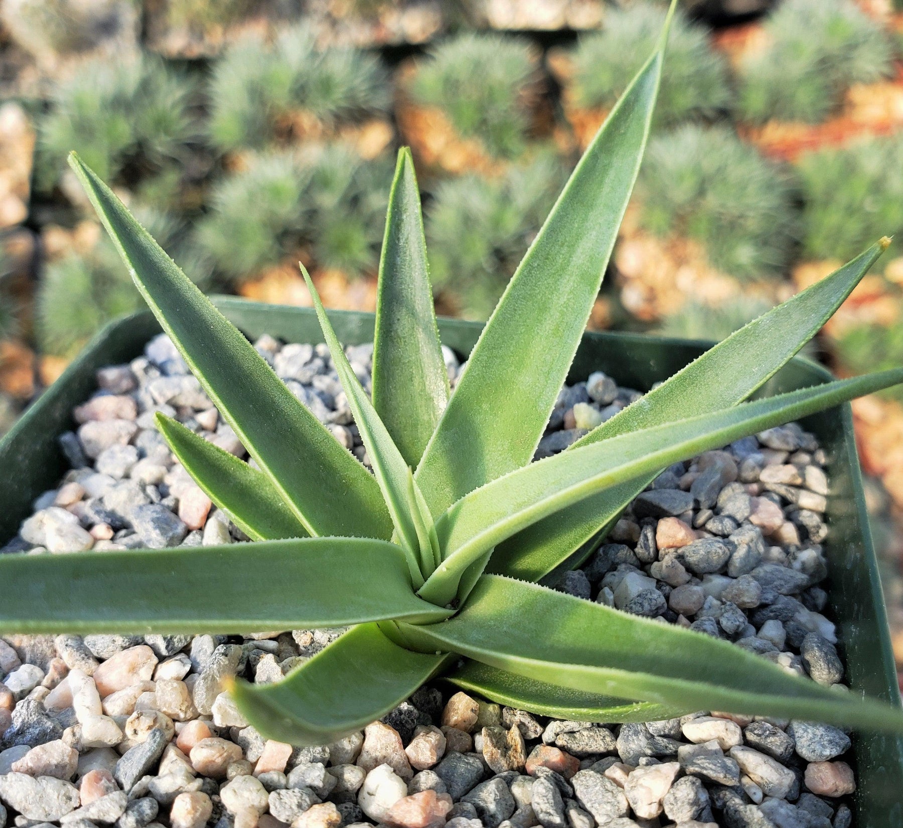 spider agave plant Agave bracteosa