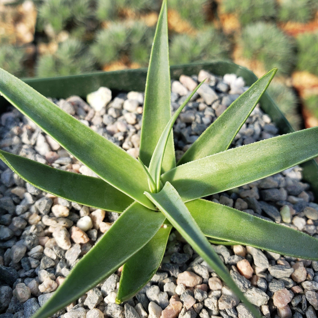 Agave bracteosa