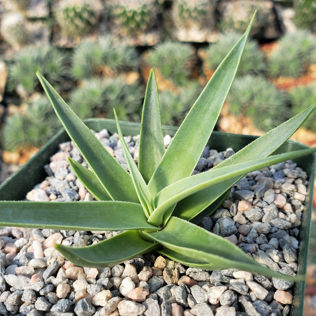 Agave bracteosa