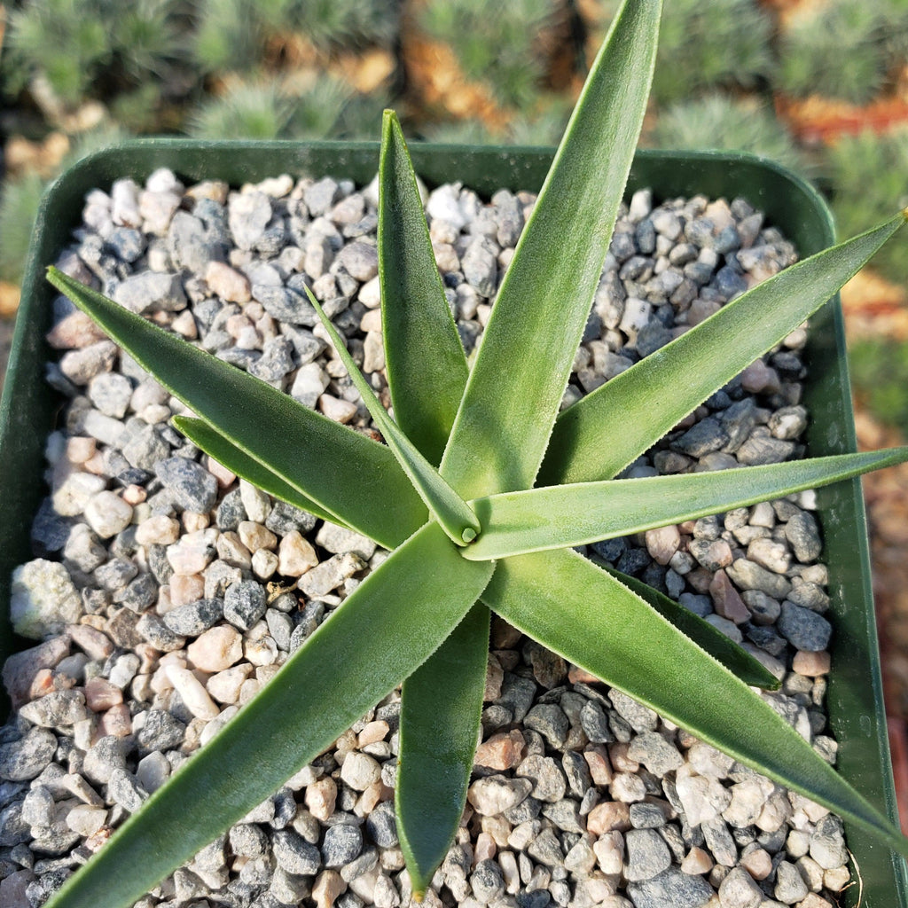 Agave bracteosa
