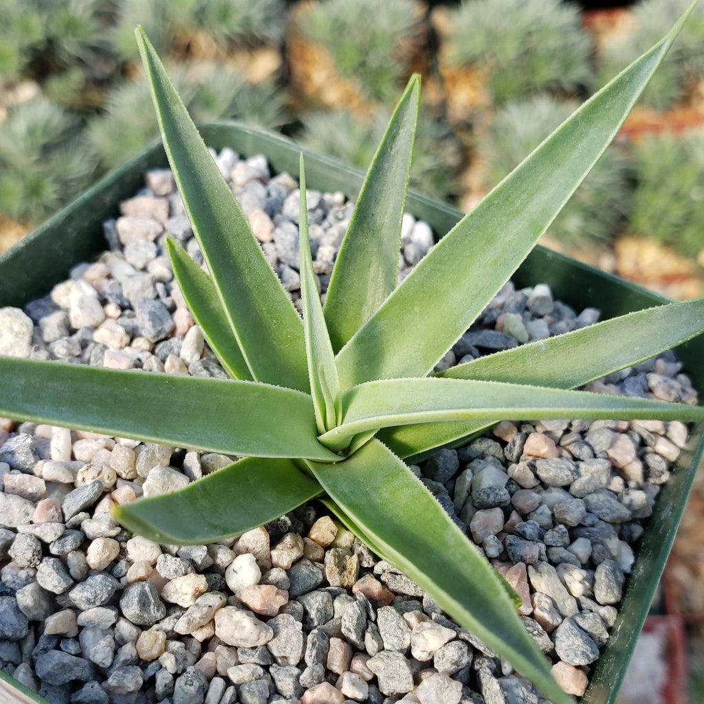 Agave bracteosa