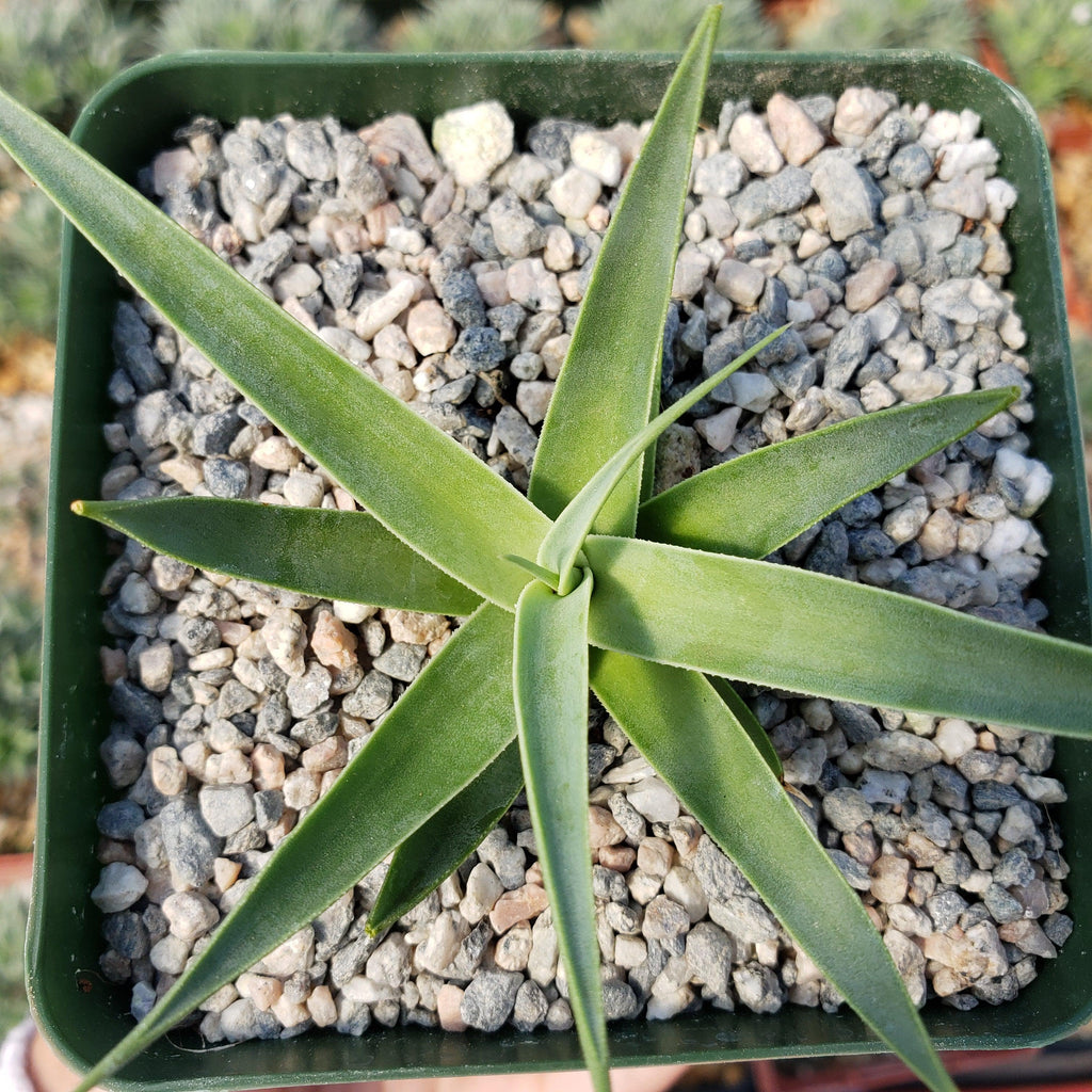 Agave bracteosa