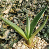 Smooth Agave Century Plant &