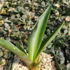 Smooth Agave Century Plant &