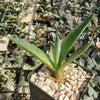 Smooth Agave Century Plant &